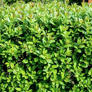 Wintergreen Boxwood